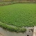 优质水芹菜（苗）供应中，预订中，免费提供技术