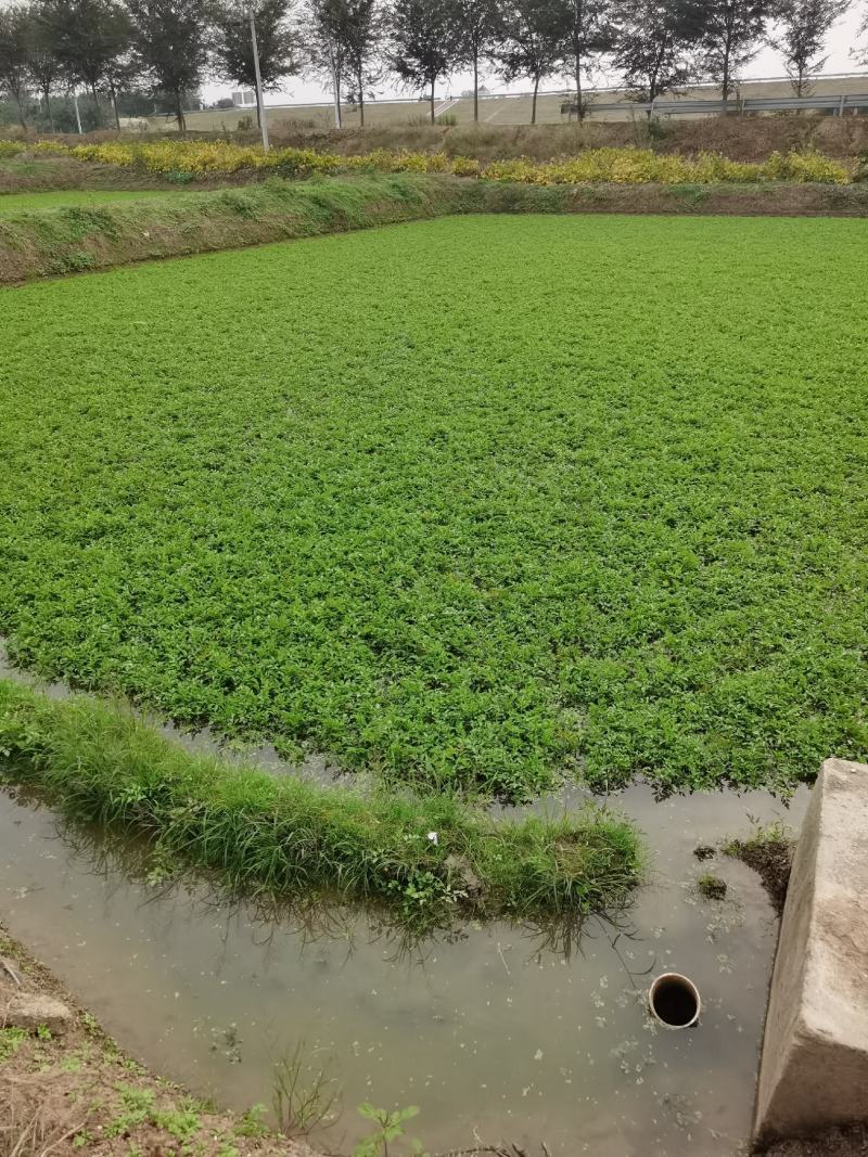 优质水芹菜（苗）供应中，预订中，免费提供技术