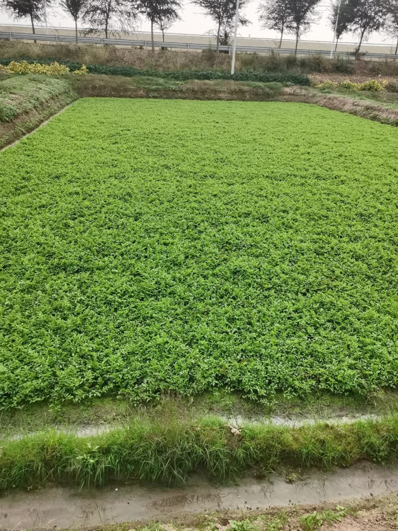 优质水芹菜（苗）供应中，预订中，免费提供技术
