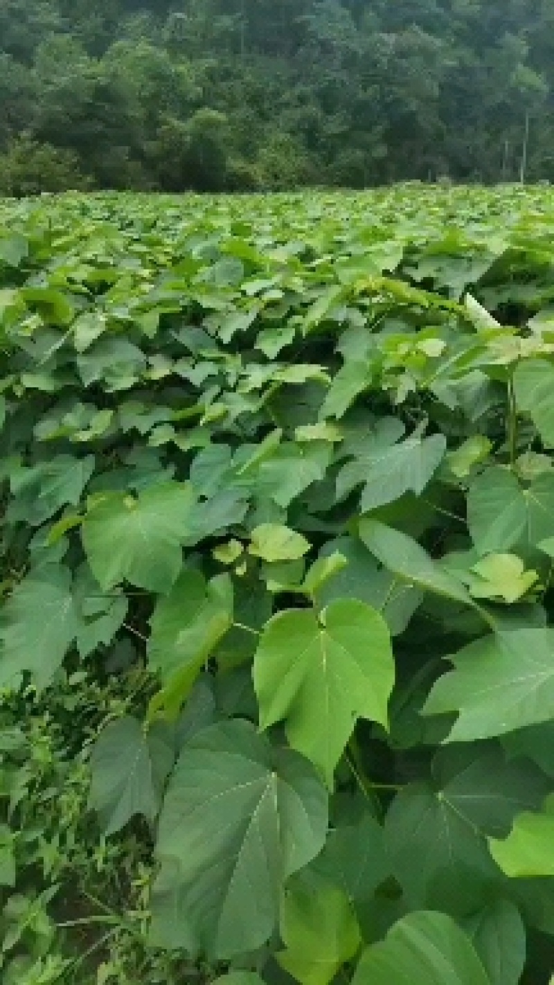 三年桐苗
