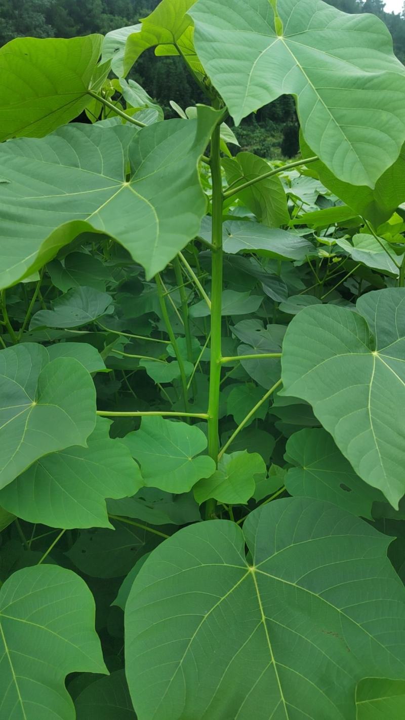 三年桐苗