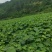 三年桐苗