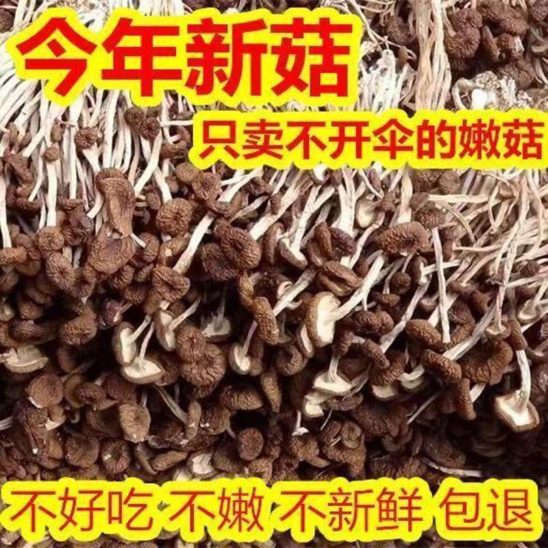 茶树菇干货不开伞江西特产无硫茶树菇2023新货农产品