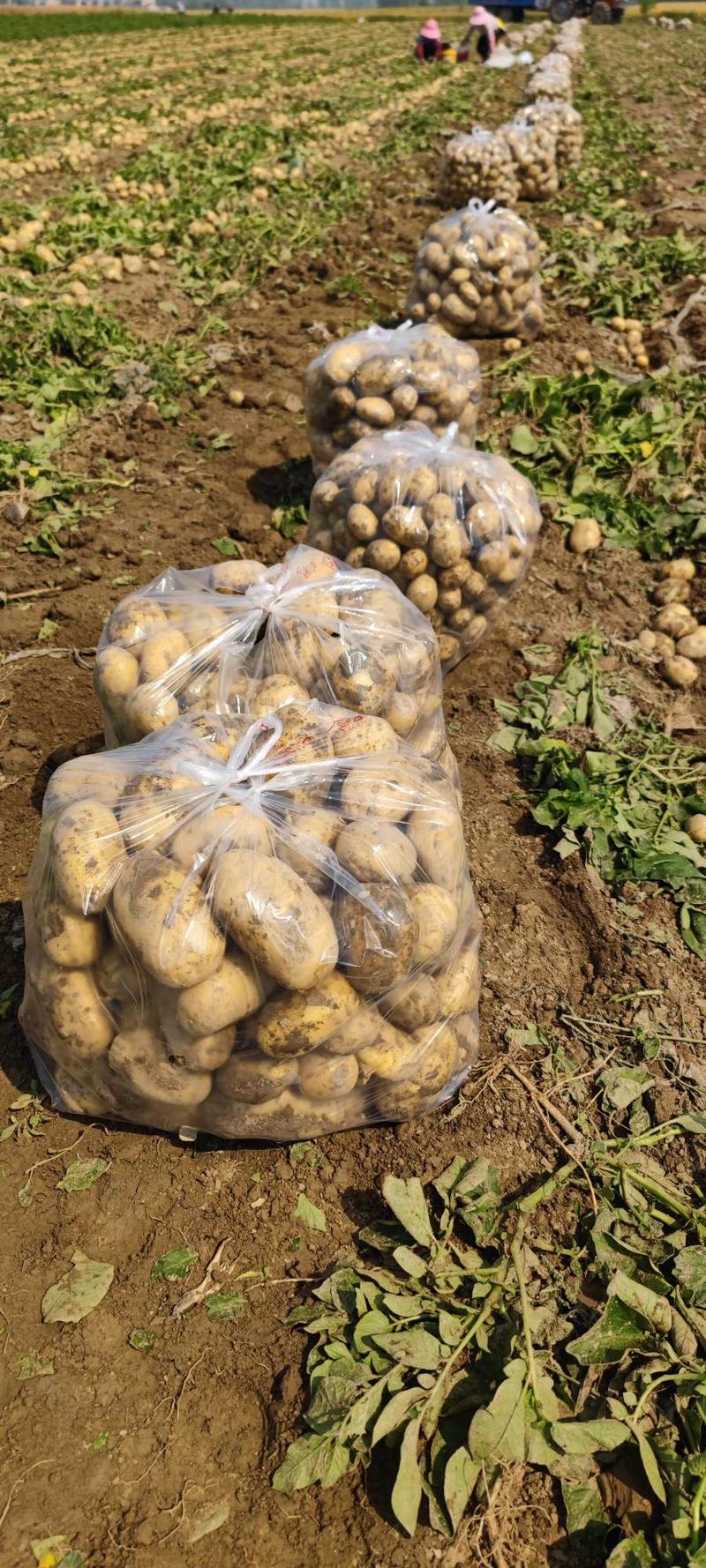土豆黄皮黄心土豆市场货电商货全国发货