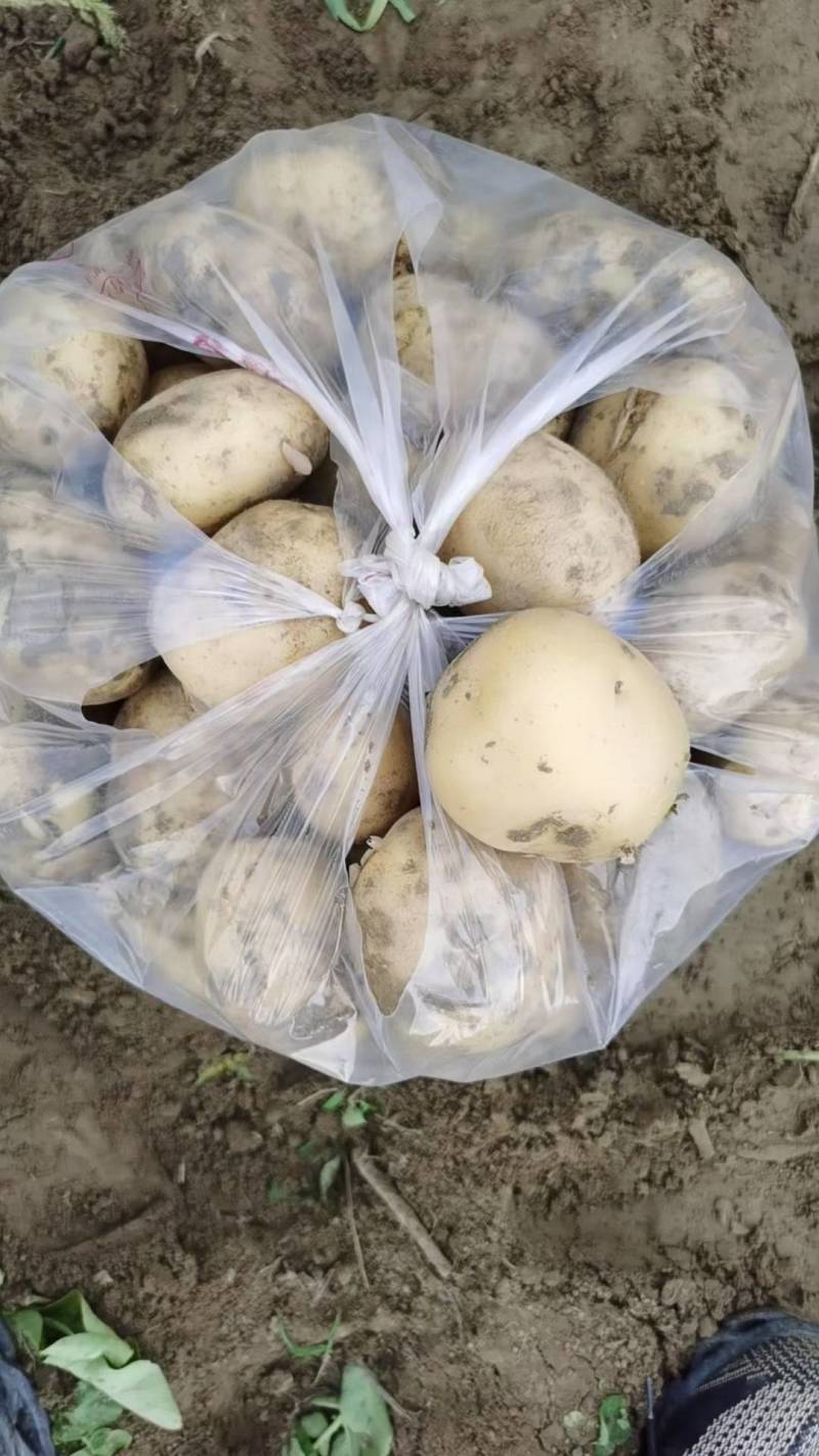 土豆黄皮黄心土豆市场货电商货全国发货