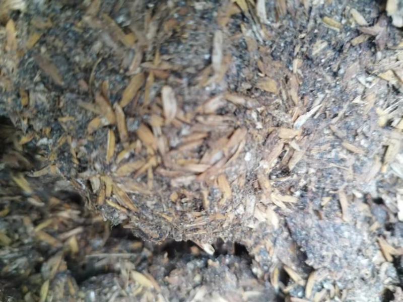 英德市鸡粪大量供应，产地直发质量保证欢迎合作诚信为本！