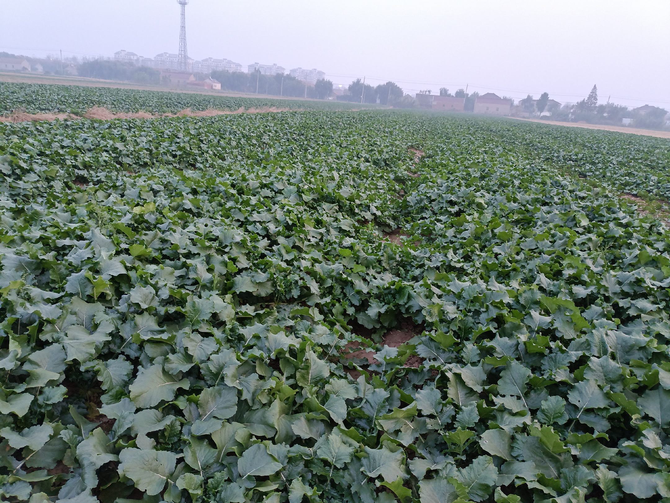 心里美萝卜加工生产线场景