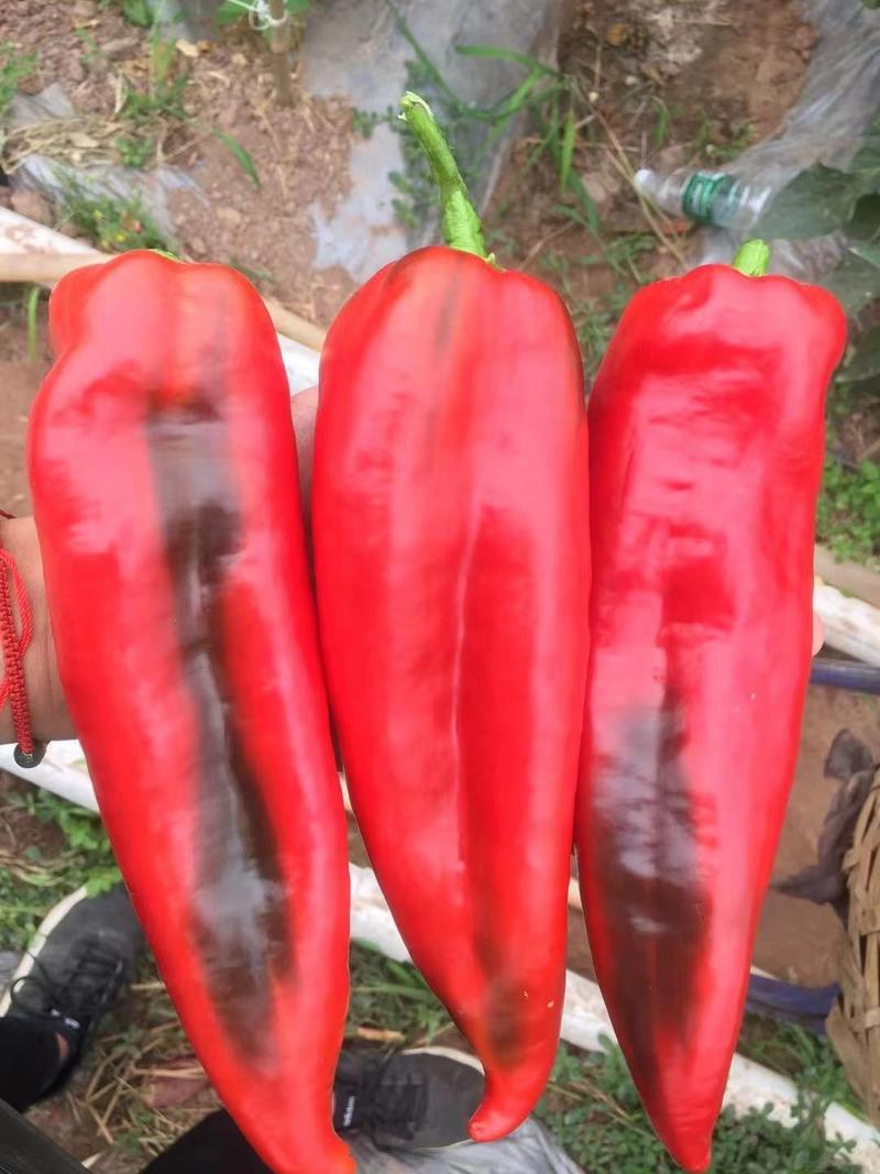 【红椒】尖红椒四川尖红椒大量有货一手货源来电更优惠