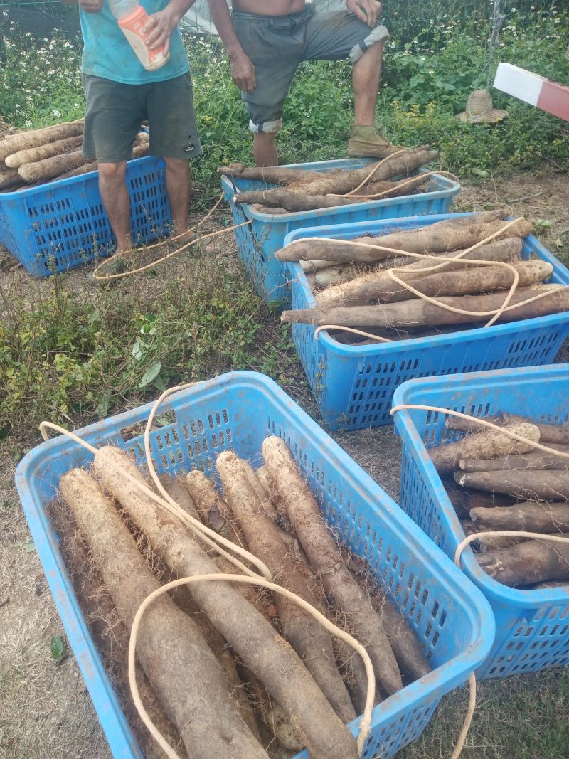 柳州黑鬼山药大量上市，货源充足，价钱便宜