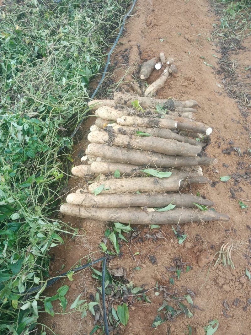 柳州黑鬼山药大量上市，货源充足，价钱便宜