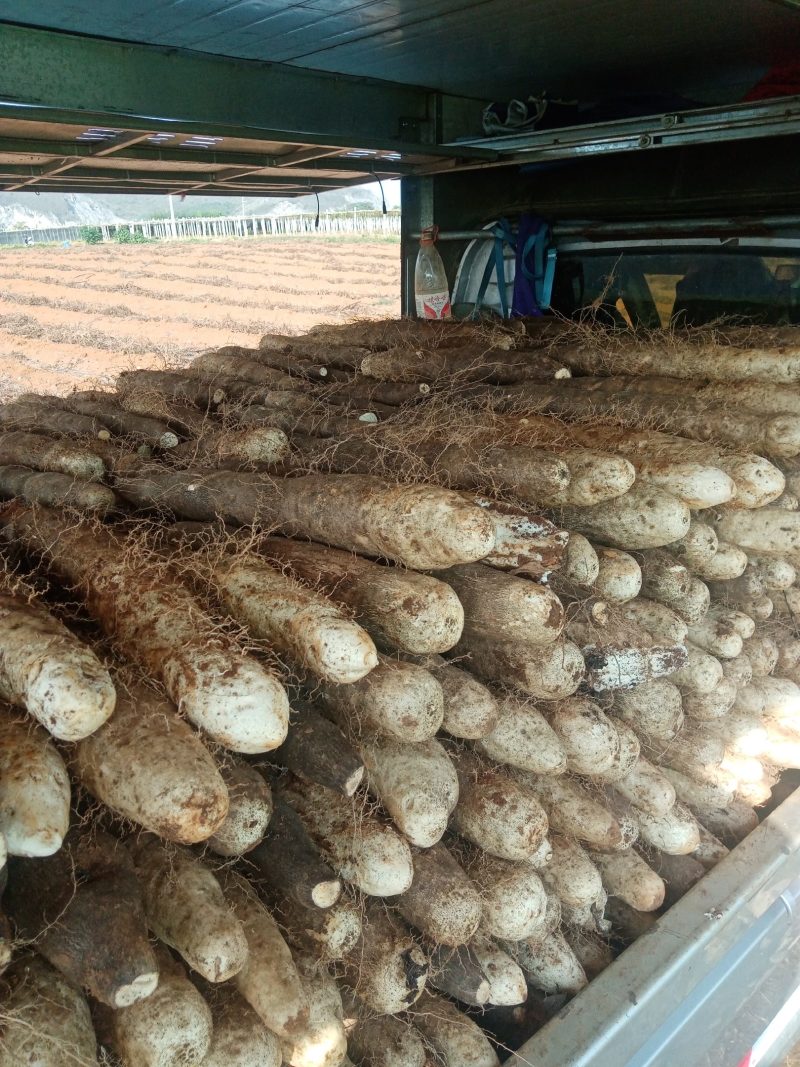 柳州黑鬼山药大量上市，货源充足，价钱便宜