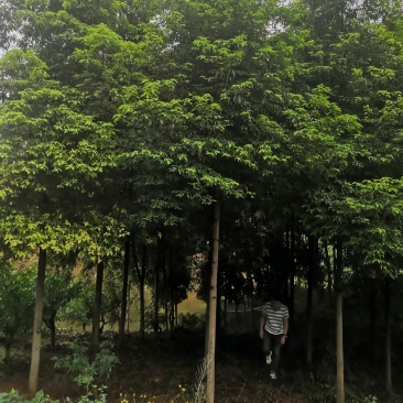 桢楠