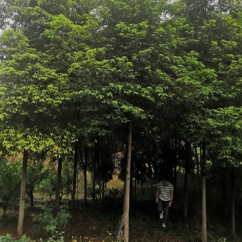 桢楠