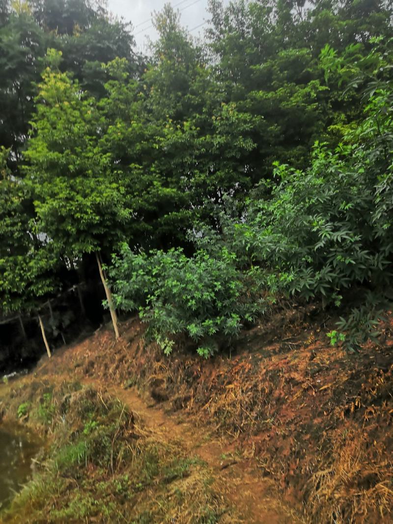 桢楠