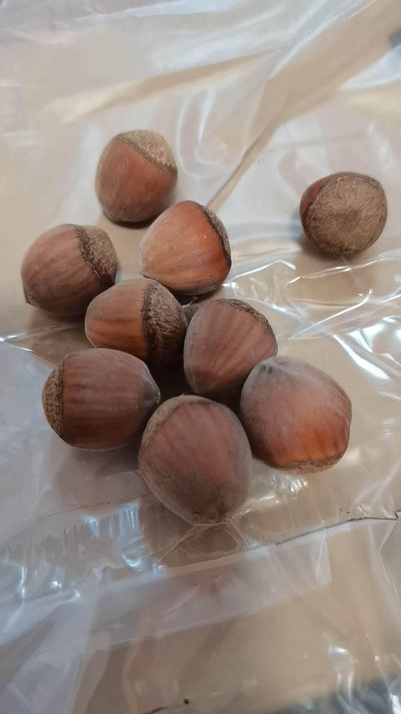 平欧大榛子生货高品质