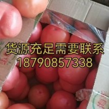 西红柿大量现货