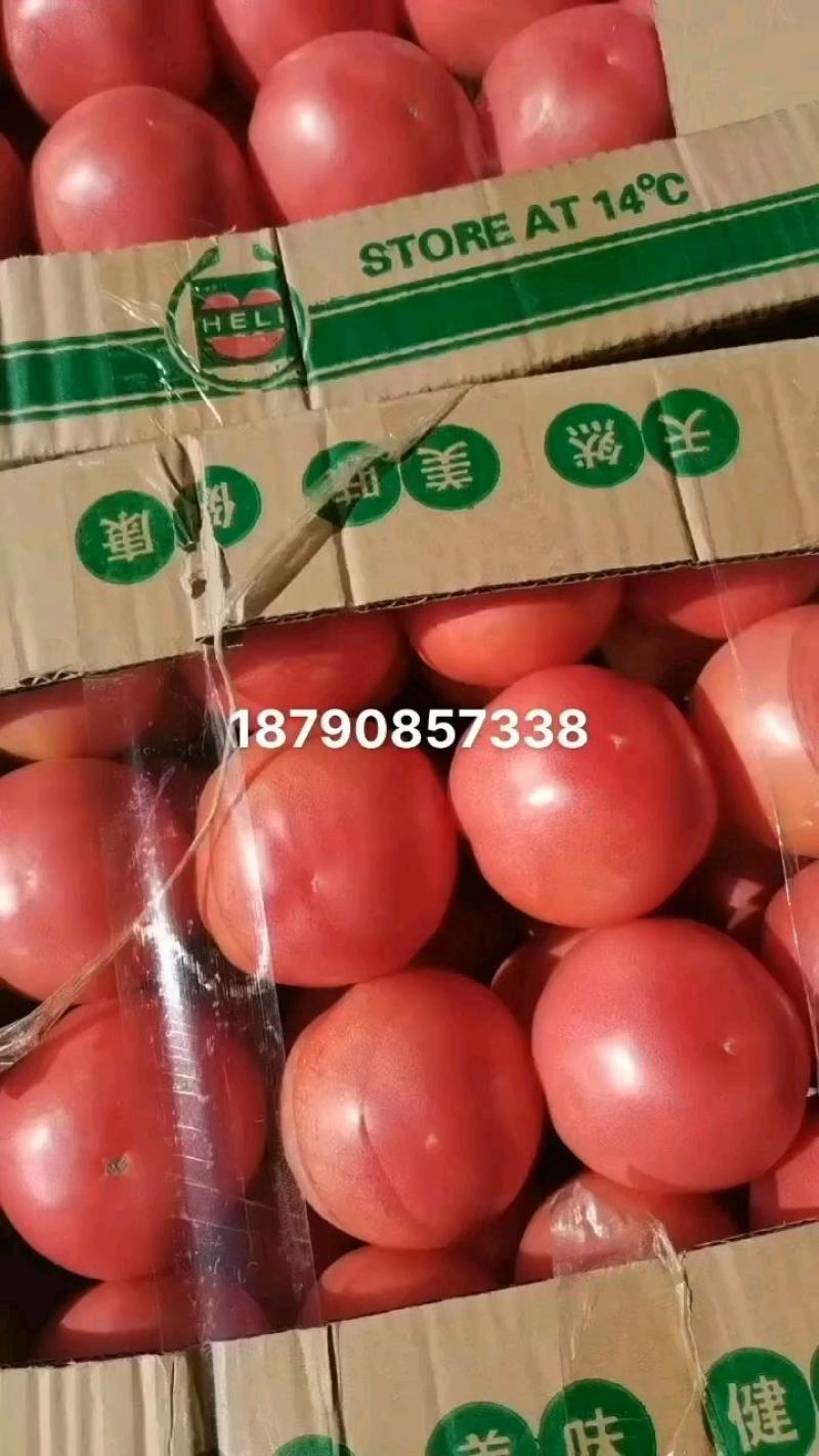 西红柿大量现货