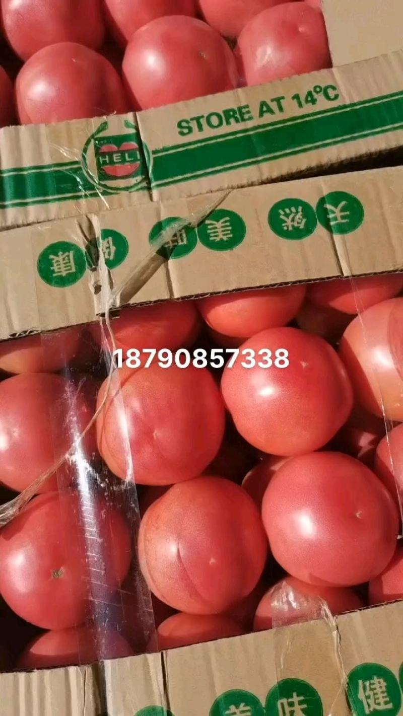 西红柿大量现货