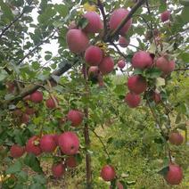 汉源县皇木松坪糖心苹果大量上市了，需要的老板我谢谢！
