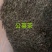 公英茶蒲公英茶蒲公英根茶两种