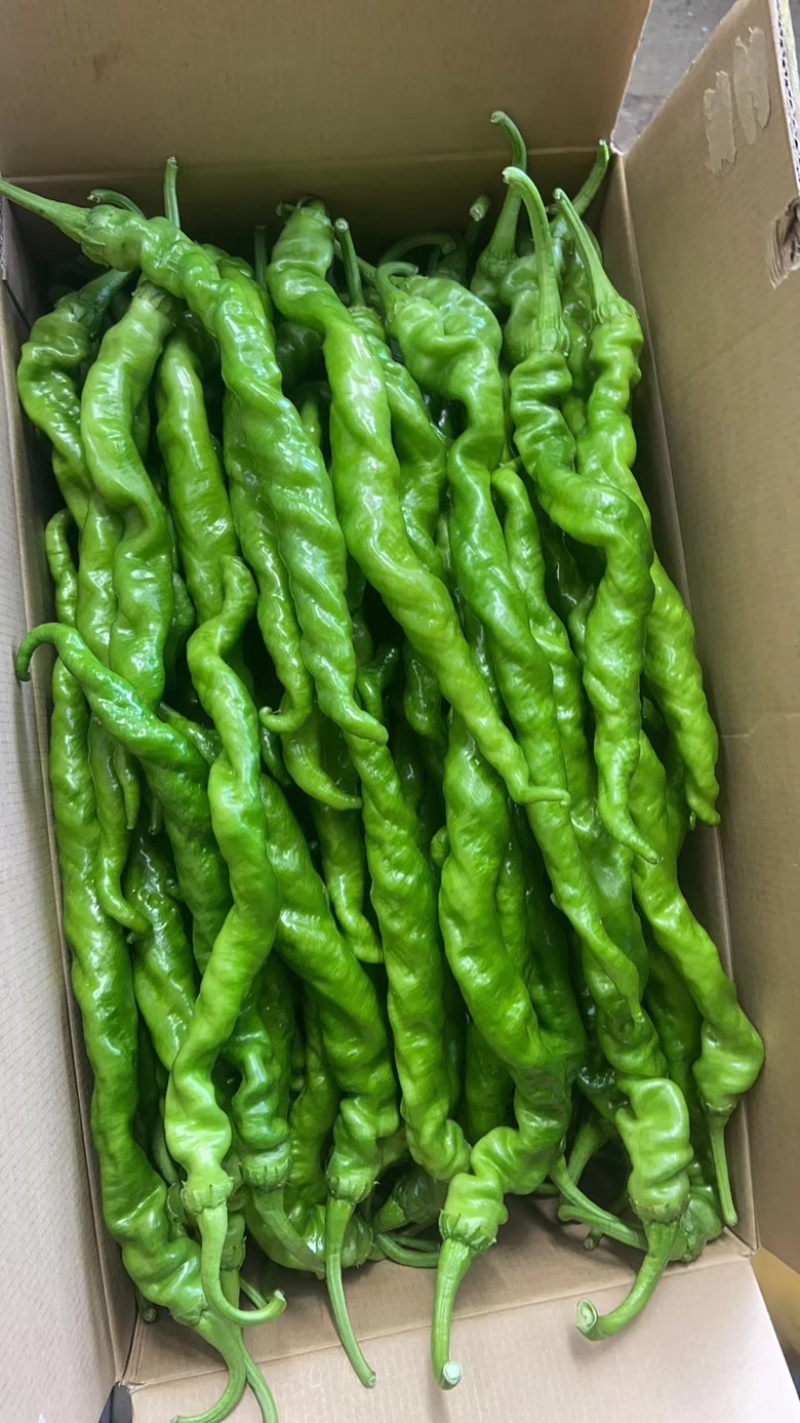 江西宁都软皮螺丝椒（中拢）新苗37/94万亩大棚种植基地