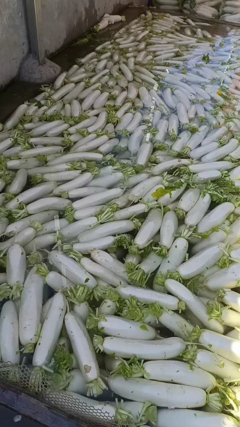 白萝卜、沙土地大白萝卜大量供应、量大从优、价格便宜、质量