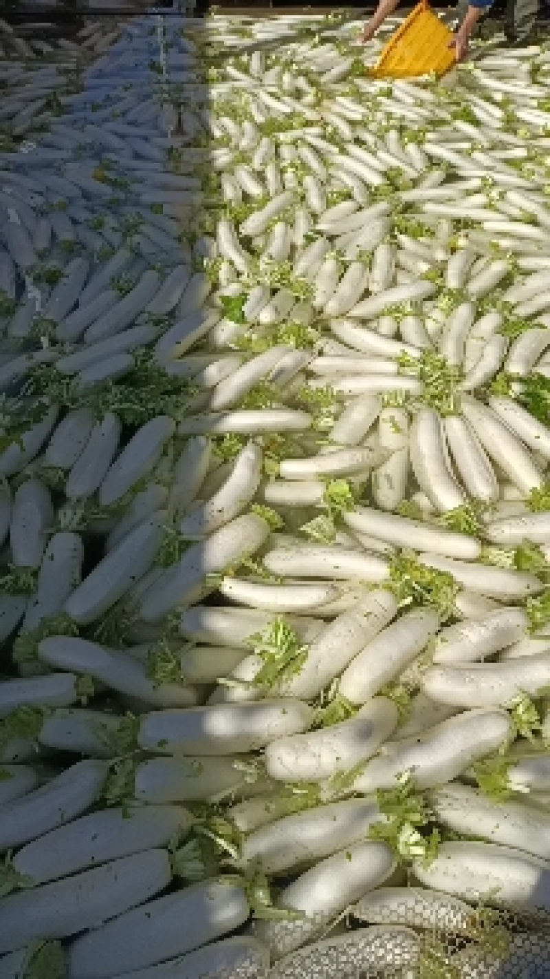 白萝卜、沙土地大白萝卜大量供应、量大从优、价格便宜、质量