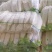 白萝卜、沙土地大白萝卜大量供应、量大从优、价格便宜、质量