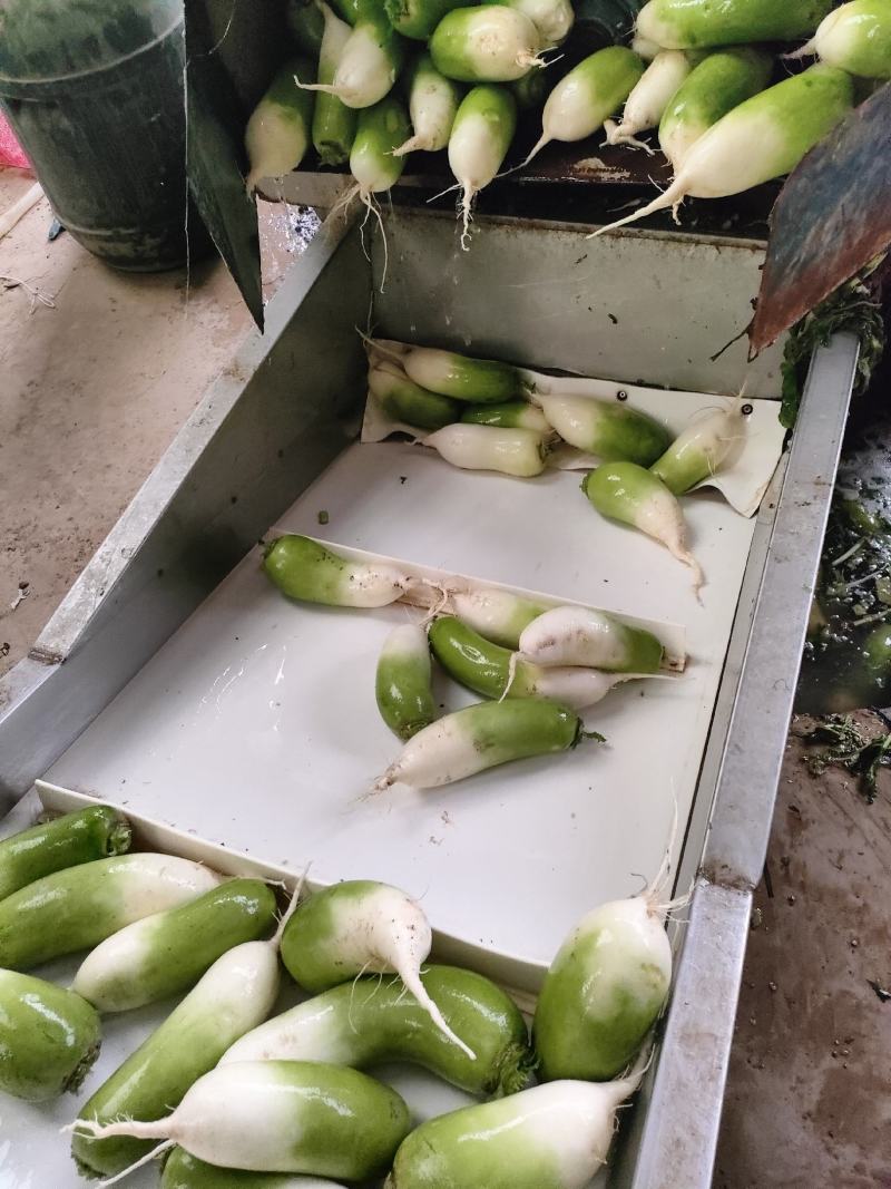 优质青萝卜价格走低。