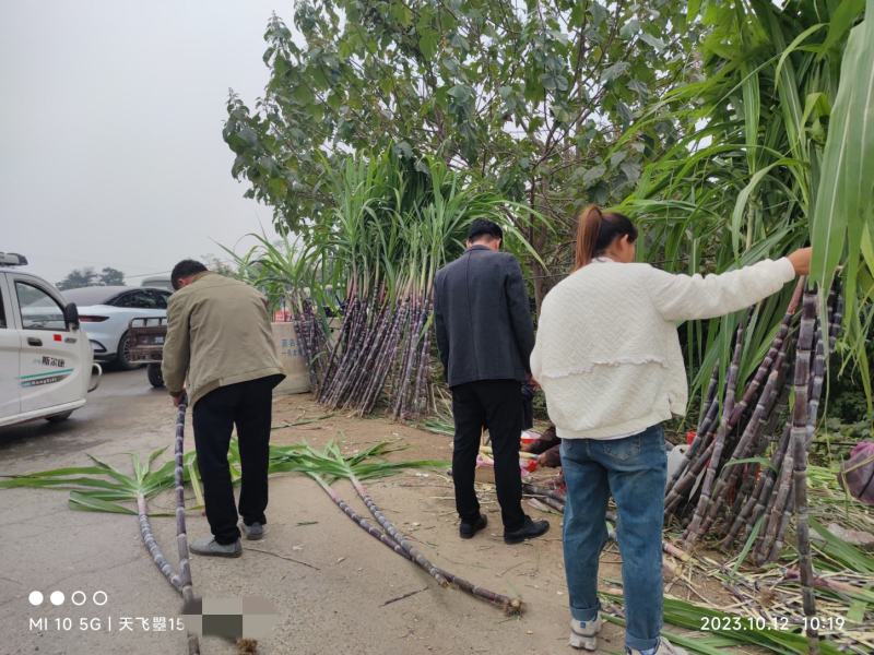 【基地黑皮甘蔗新鲜大量上市口感脆甜大量批发】