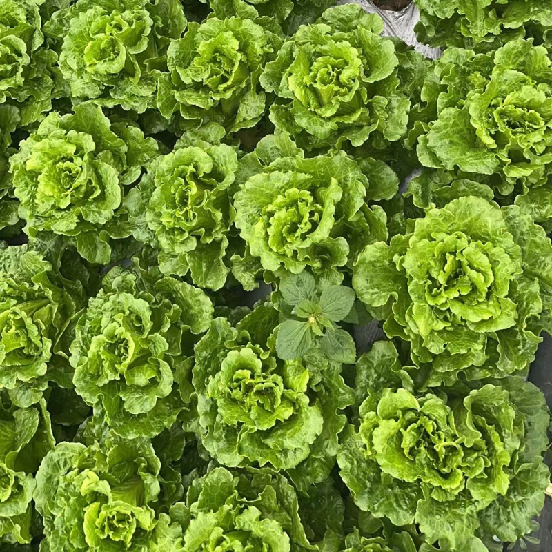 精品意大利生菜货源充足量大从优质量保证欢迎咨询