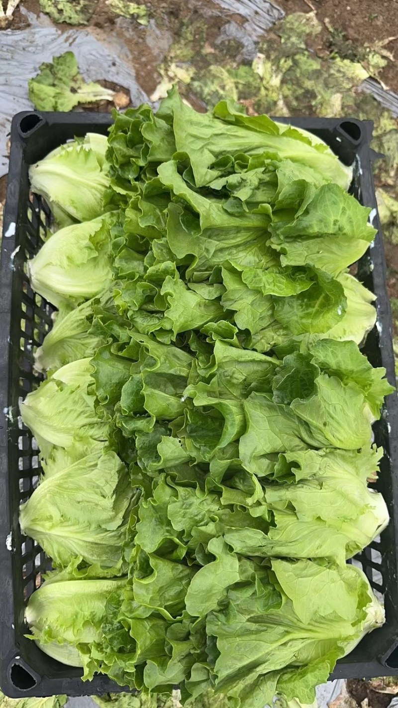 精品意大利生菜货源充足量大从优质量保证欢迎咨询