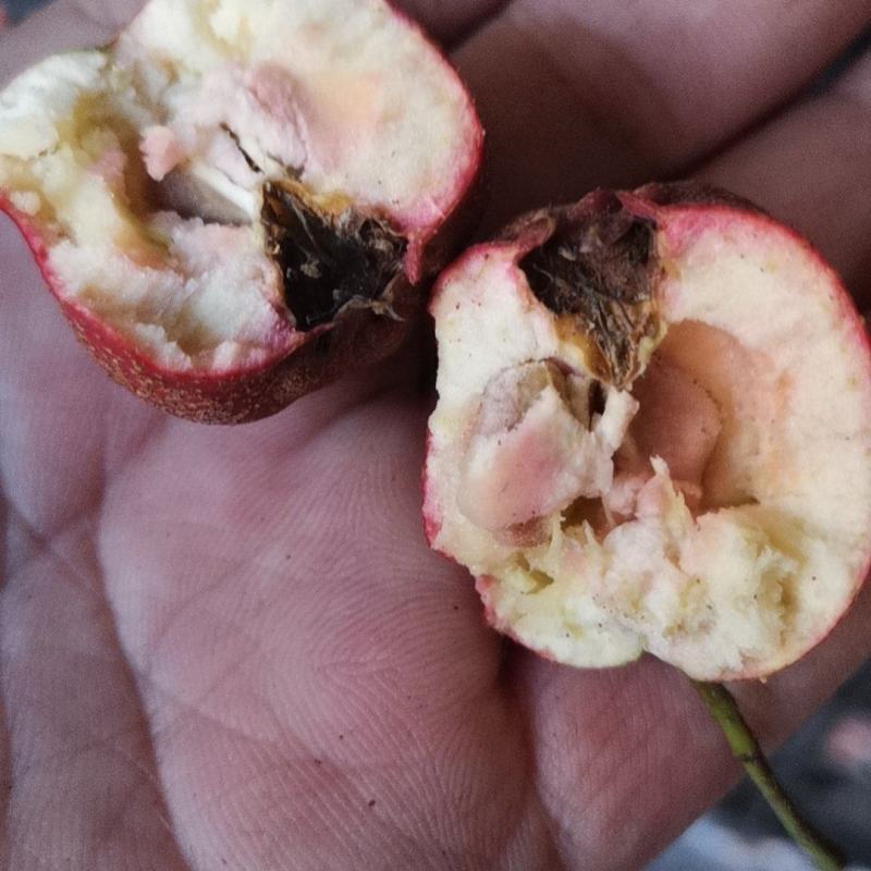 精品秋果，糖葫芦专用，黄红心山楂，成熟度高，口感好，甜口
