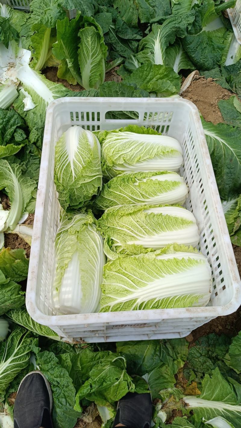 【热销】北京新三号大白菜3-5斤产地直发大量上市