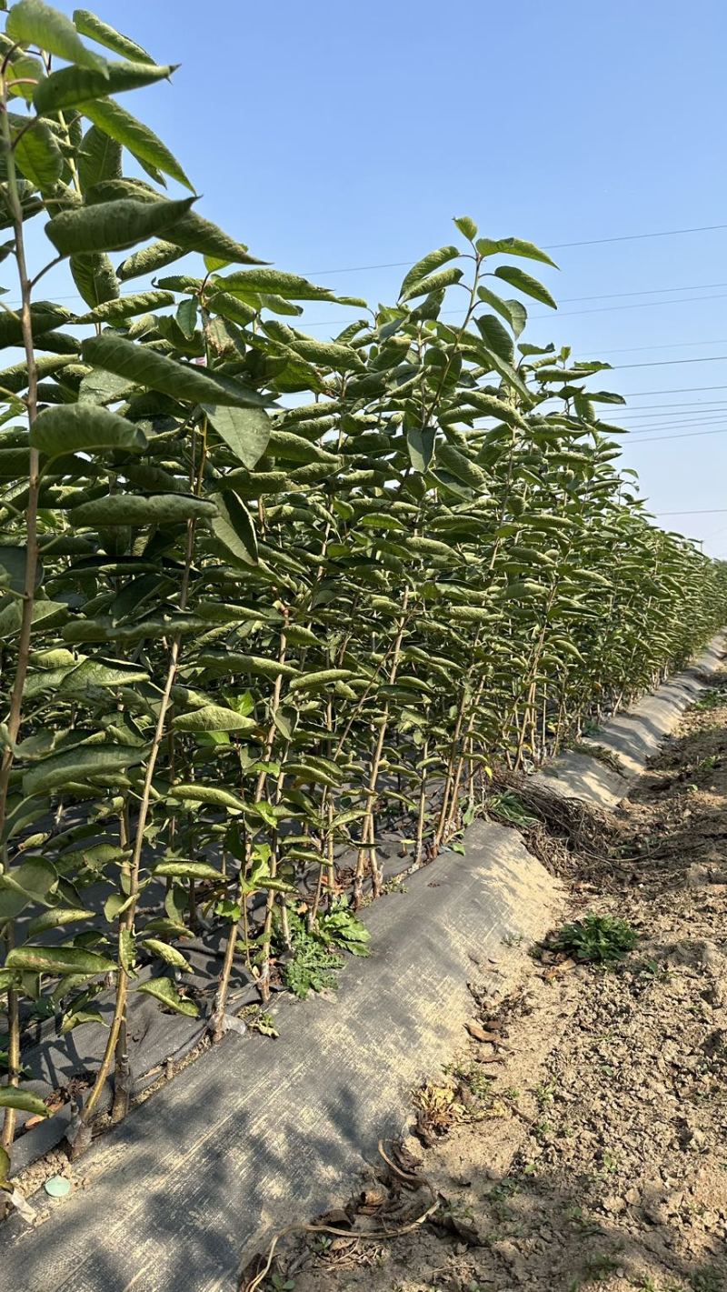 矮化弗里斯克樱桃苗齐早樱桃苗黑珍珠樱桃苗