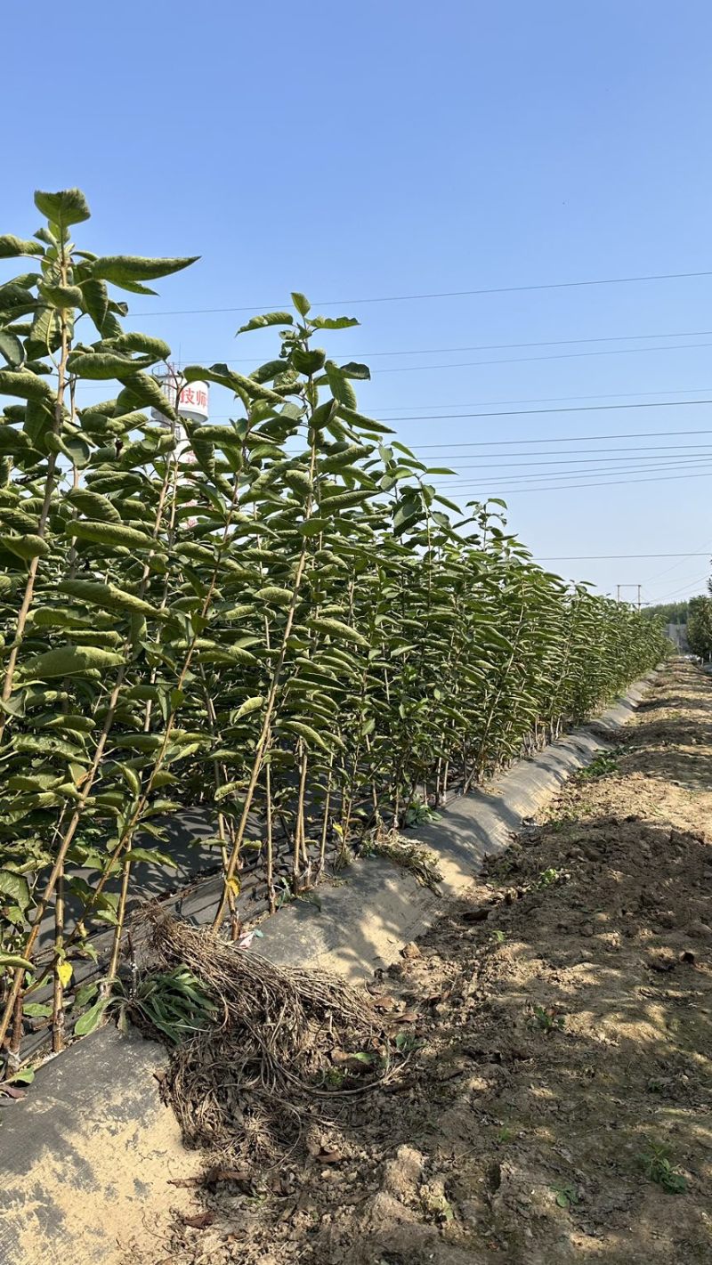 矮化弗里斯克樱桃苗齐早樱桃苗黑珍珠樱桃苗