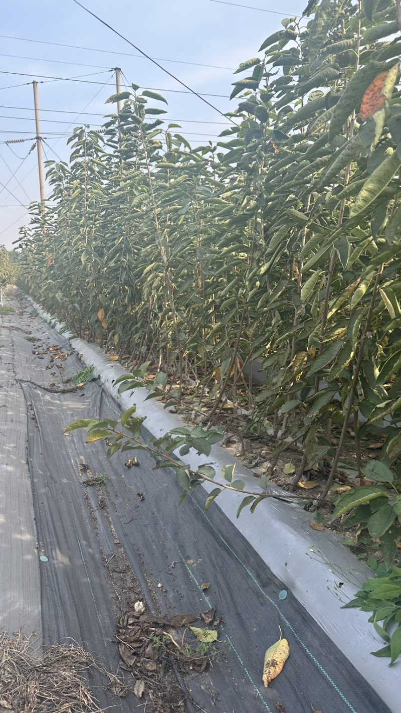 矮化弗里斯克樱桃苗齐早樱桃苗黑珍珠樱桃苗