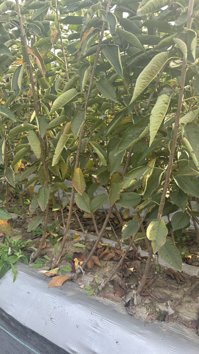 矮化弗里斯克樱桃苗齐早樱桃苗黑珍珠樱桃苗