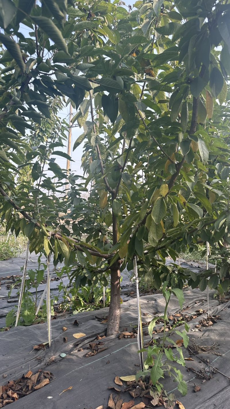 矮化弗里斯克樱桃苗齐早樱桃苗黑珍珠樱桃苗