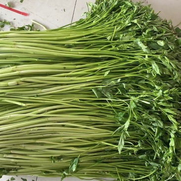 优质水芹菜（苗）供应中，预订中，免费提供技术