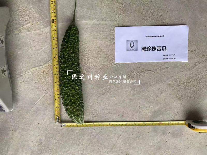 正源苦瓜种籽黑珍珠苦瓜种子深绿色杂交一代疙瘩黑苦瓜种子