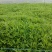 本人种植芦蒿八年，现在云南有八十亩种植基地，从种植到生产