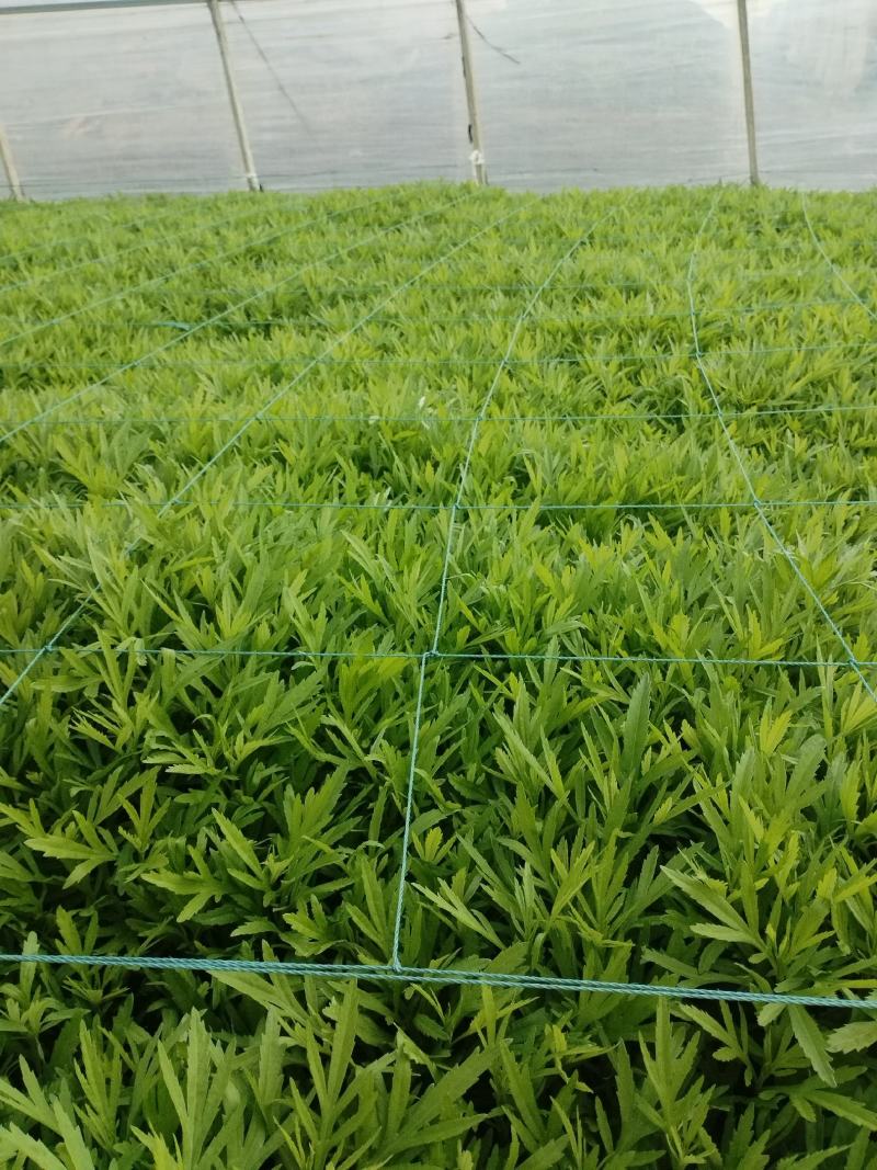 本人种植芦蒿八年，现在云南有八十亩种植基地，从种植到生产