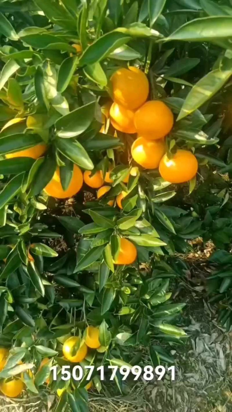 湖北高山，蜜橘，产地直发，质量保证，价格优惠，欢迎进店