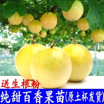 黄金百香果苗特大百香果苗当年结果鸡蛋果苗四季爬藤百香果树