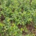 大青枣苗，蜜丝枣苗，苹果枣、果子脆甜，庭院种植当年结果