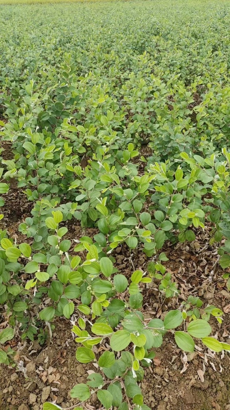 大青枣苗，蜜丝枣苗，苹果枣、果子脆甜，庭院种植当年结果