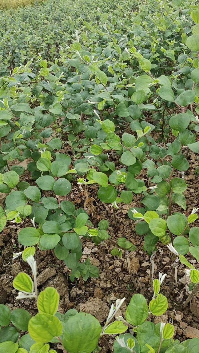 大青枣苗，蜜丝枣苗，苹果枣、果子脆甜，庭院种植当年结果