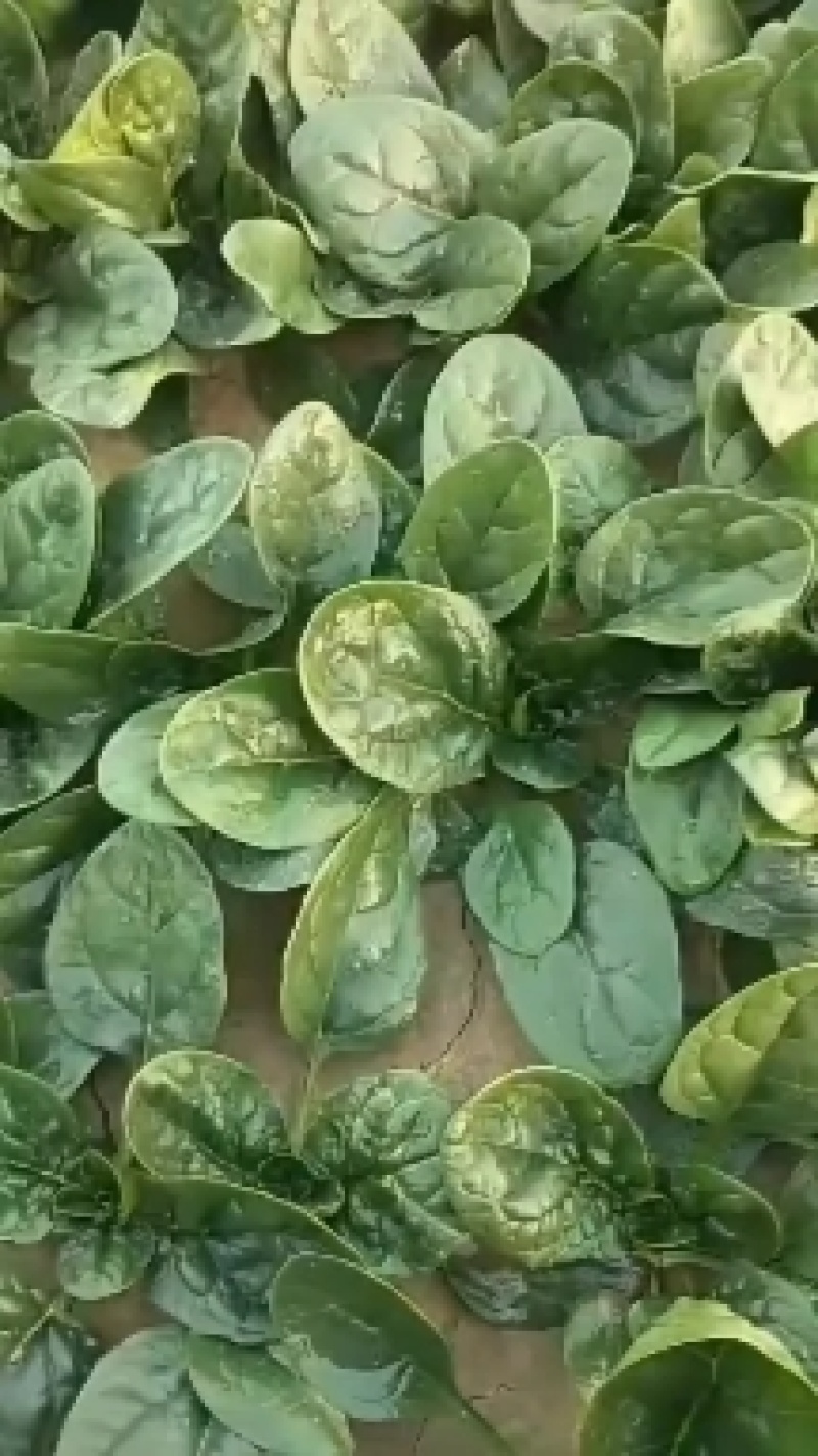 河南趴地波菜大量上市