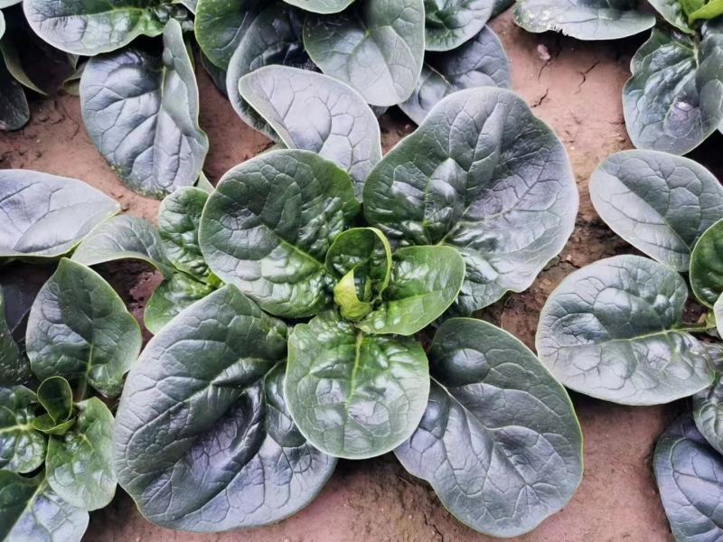 河南趴地波菜大量上市